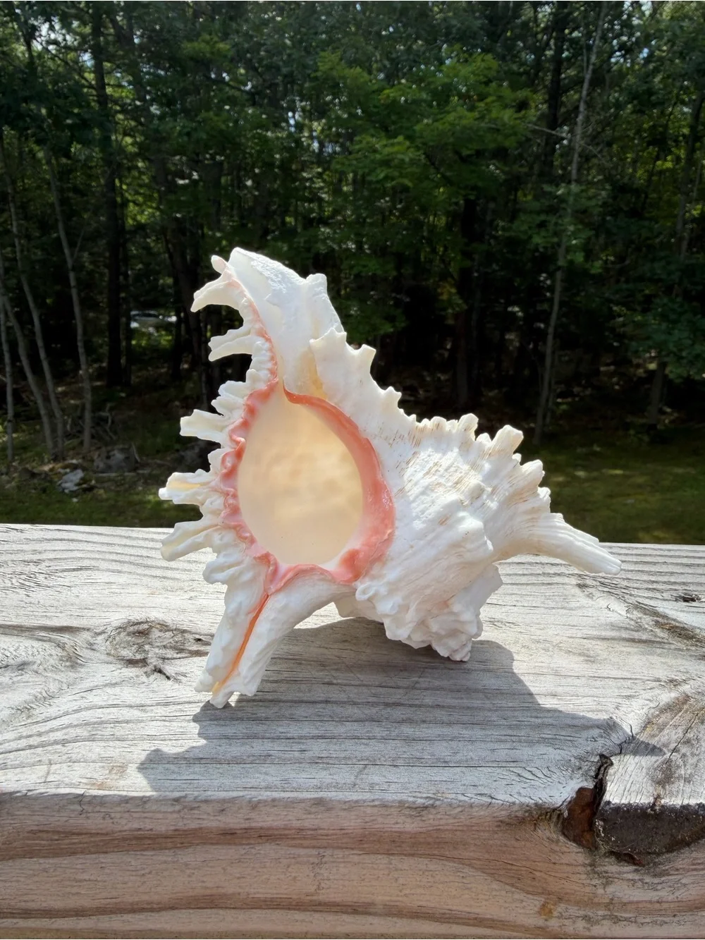 Coastal Decor | Large 5” SeaShell | Real Murex